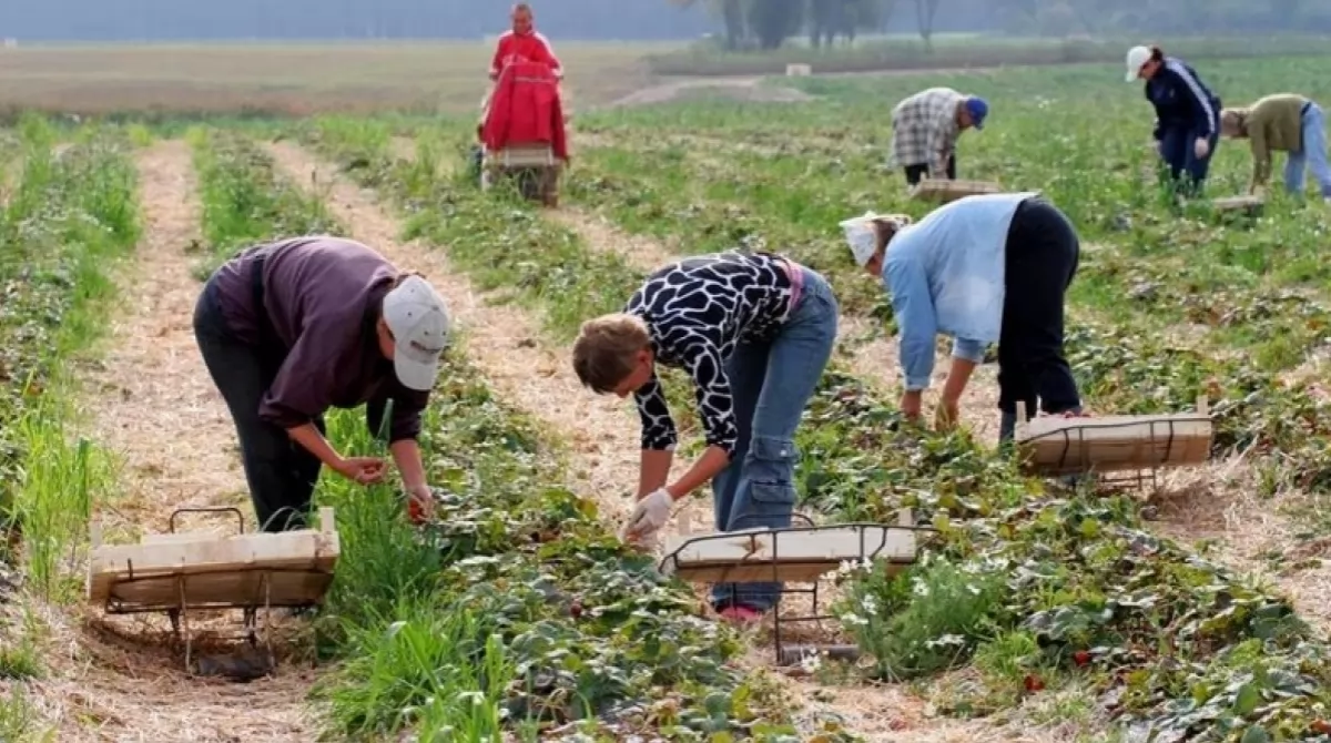 У Польщі брак сезонних працівників: українці вибирають інші країни для роботи