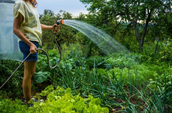 Жителям Заліщик заборонили поливати городи водою з централізованої мережі