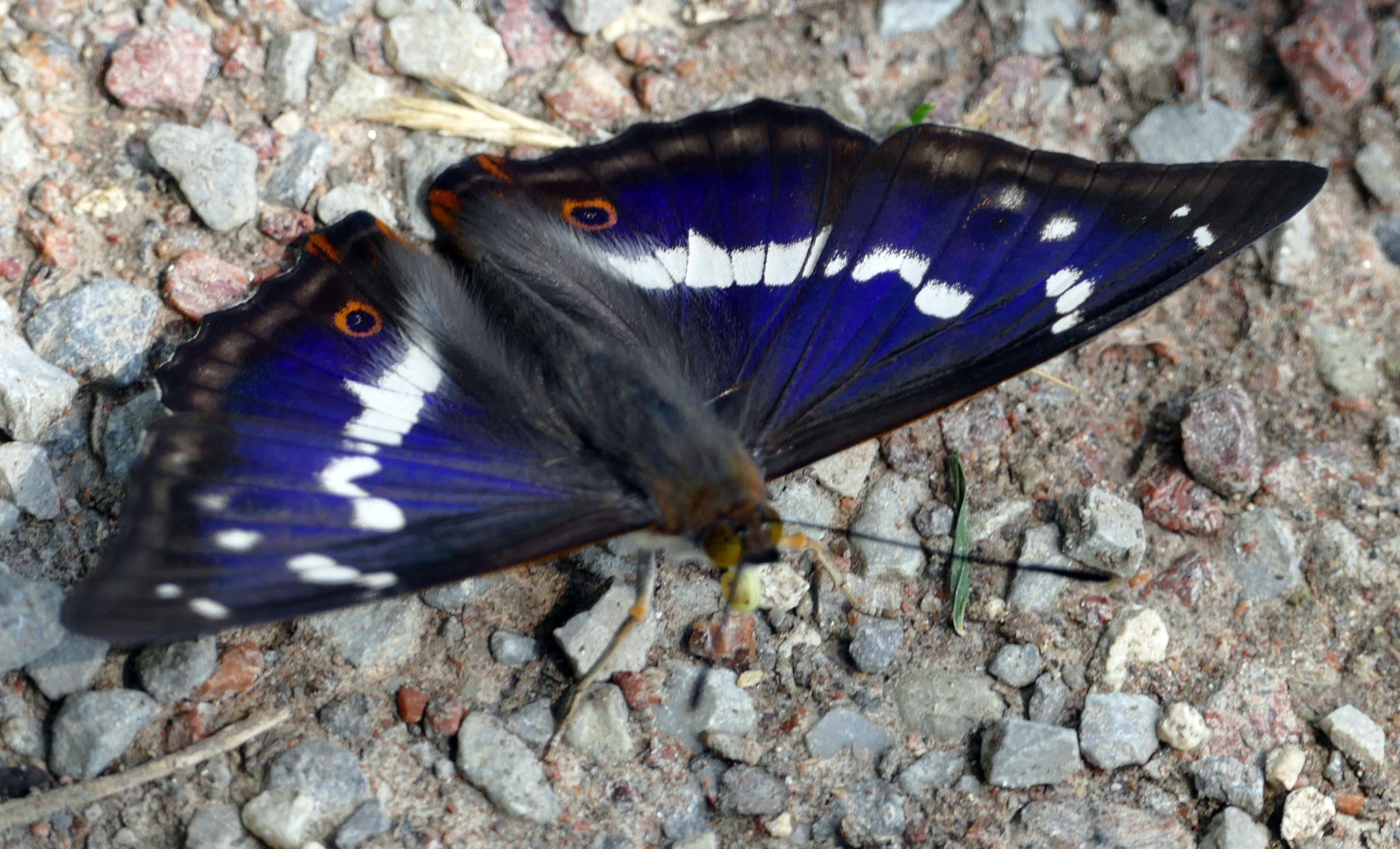 У «Медоборах» показали рідкісного метелика