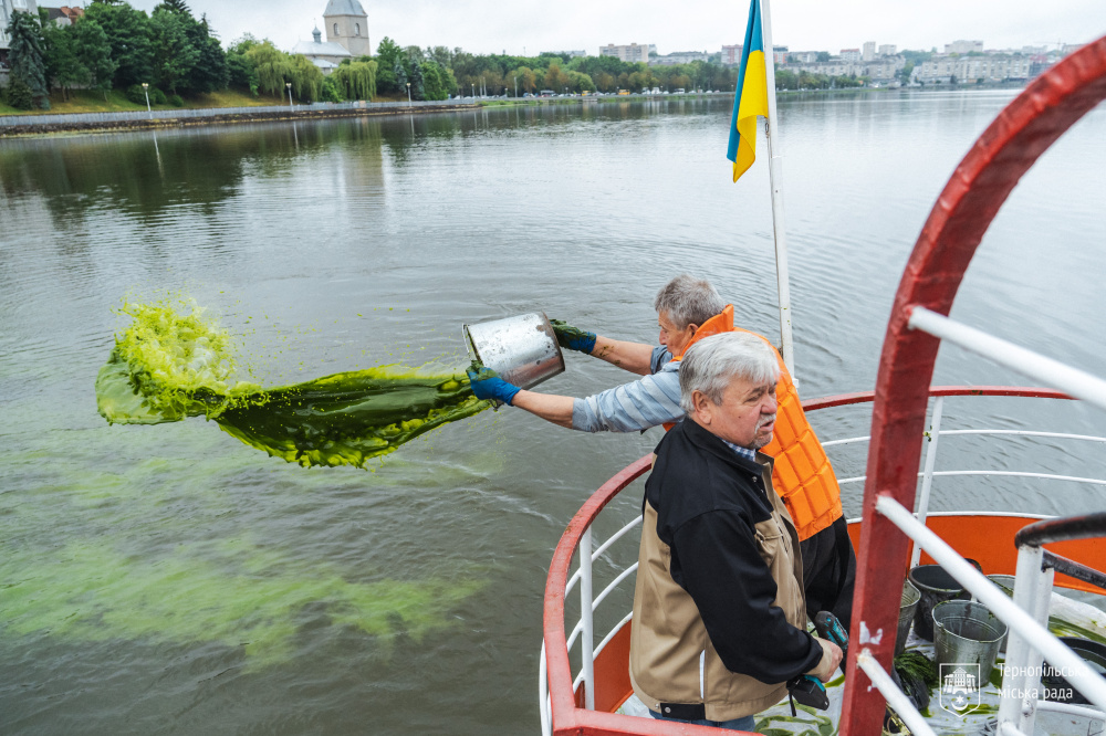 Збагачує воду киснем: у Тернопільський став внесли суспензію водоростей хлорели
