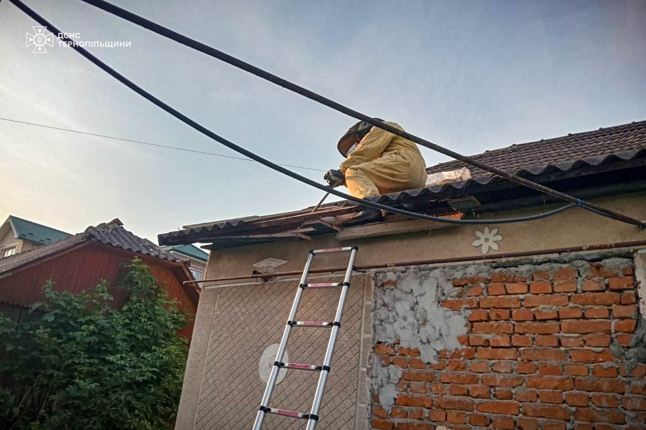 Вивозять небажаних гостей: рятувальники Тернопільщини ліквідовують осині гнізда у приватних господарствах
