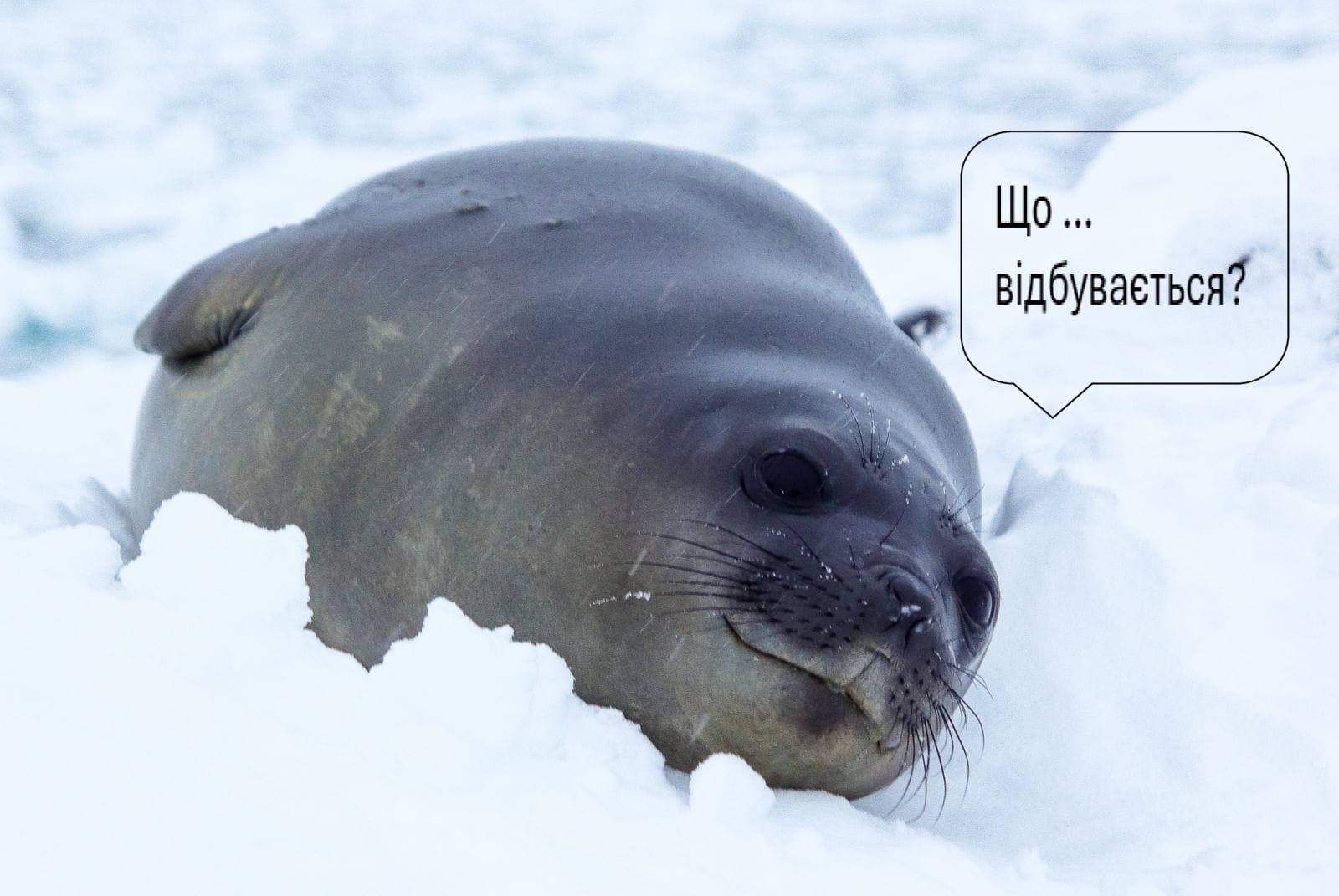 Плюсова температура посеред антарктичної зими: вчені зі станції «Академік Вернадський» розповіли про кліматичні аномалії