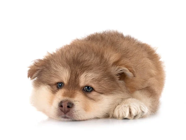 8 років тюрми загрожує жінці, яка закопала цуценят на пляжі у Тернополі