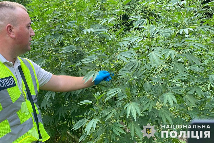 У Коропецькій громаді виявили посіви конопель