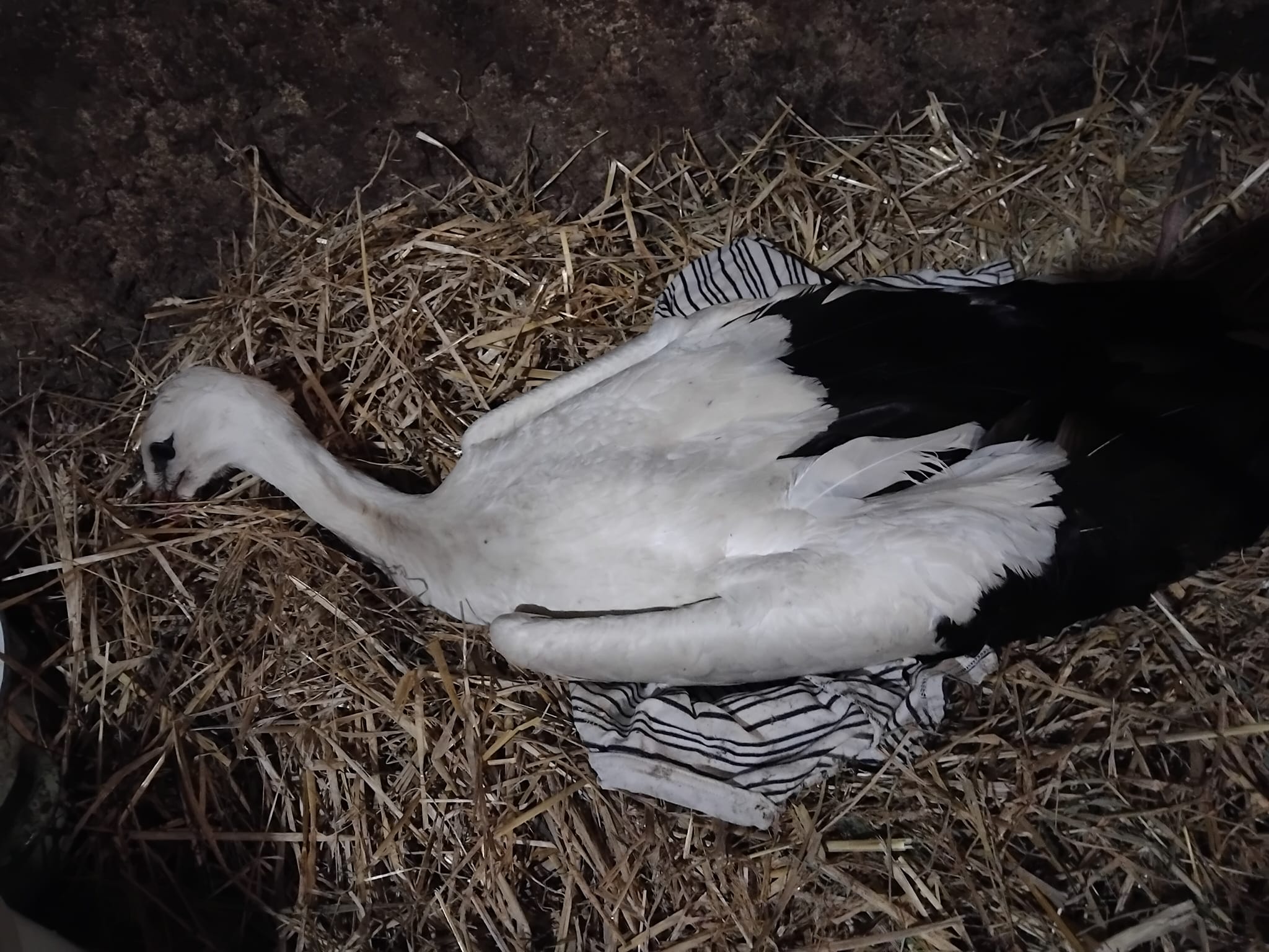 На Тернопільщині знайшли пораненого лелеку