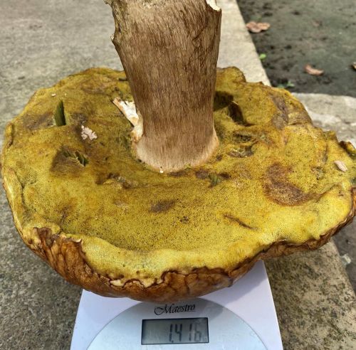 На Кременеччині знайшли гриб-рекордсмен