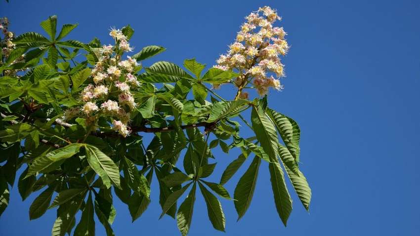 Квіти посеред осені: у Бучачі зафіксували аномальне цвітіння каштанів