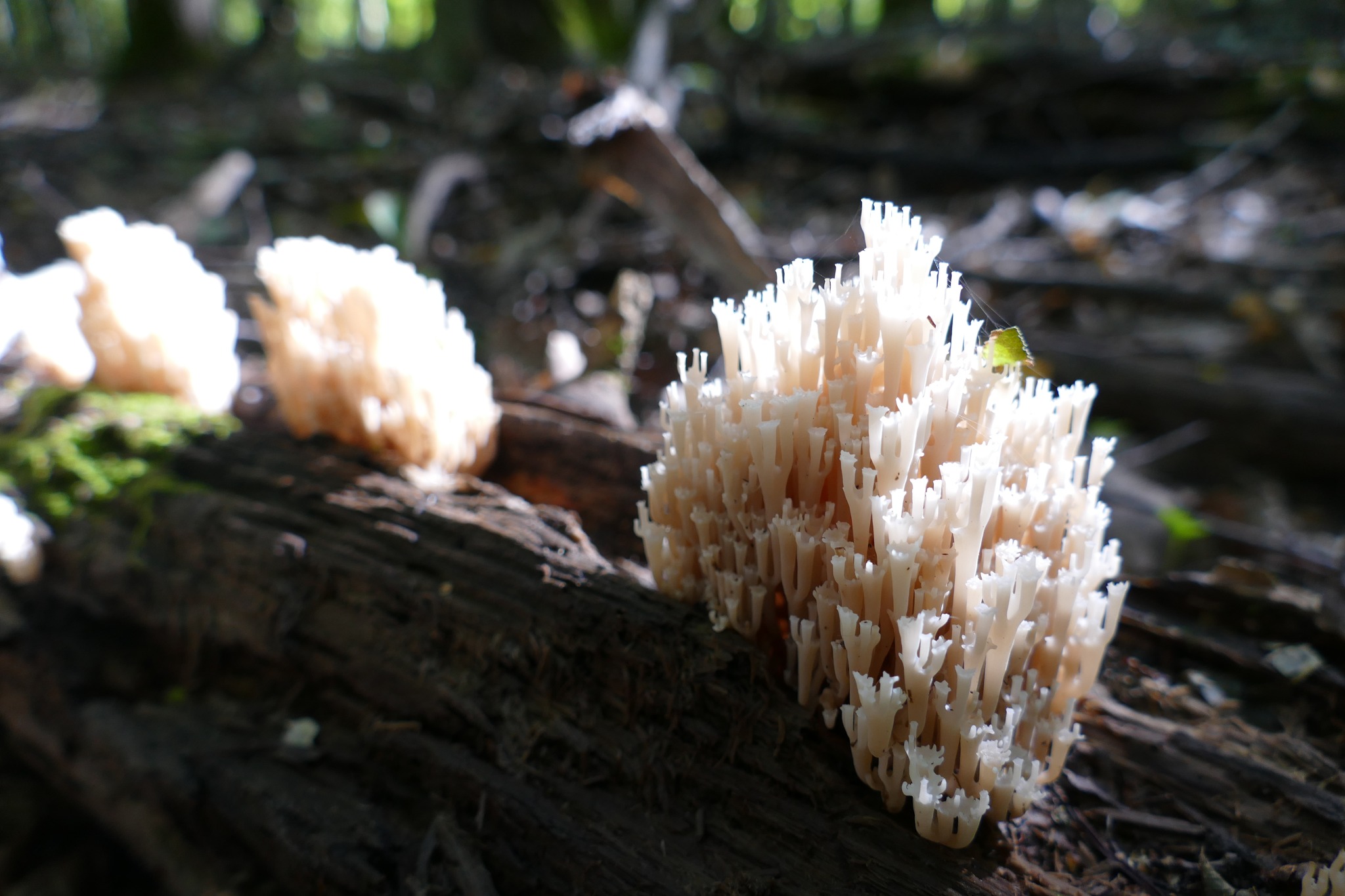 Багатство осіннього лісу: у «Медоборах» показали світлини рідкісних грибів