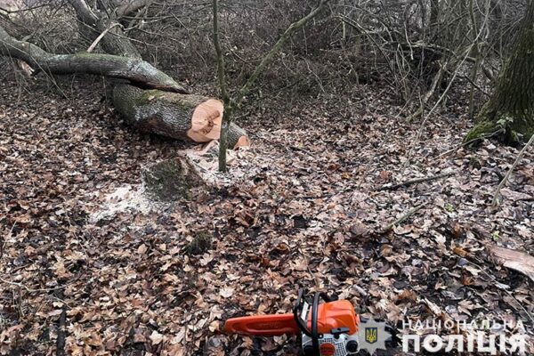 На Тернопільщині місцевий житель вирубав дерева у заповіднику