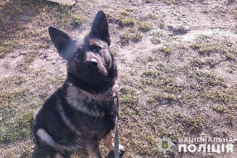Собака напав на 11-річну дівчинку в Почаєві: дитина в лікарні