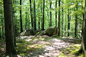 Житель Золотопотіцької громади незаконно привласнив лісову ділянку