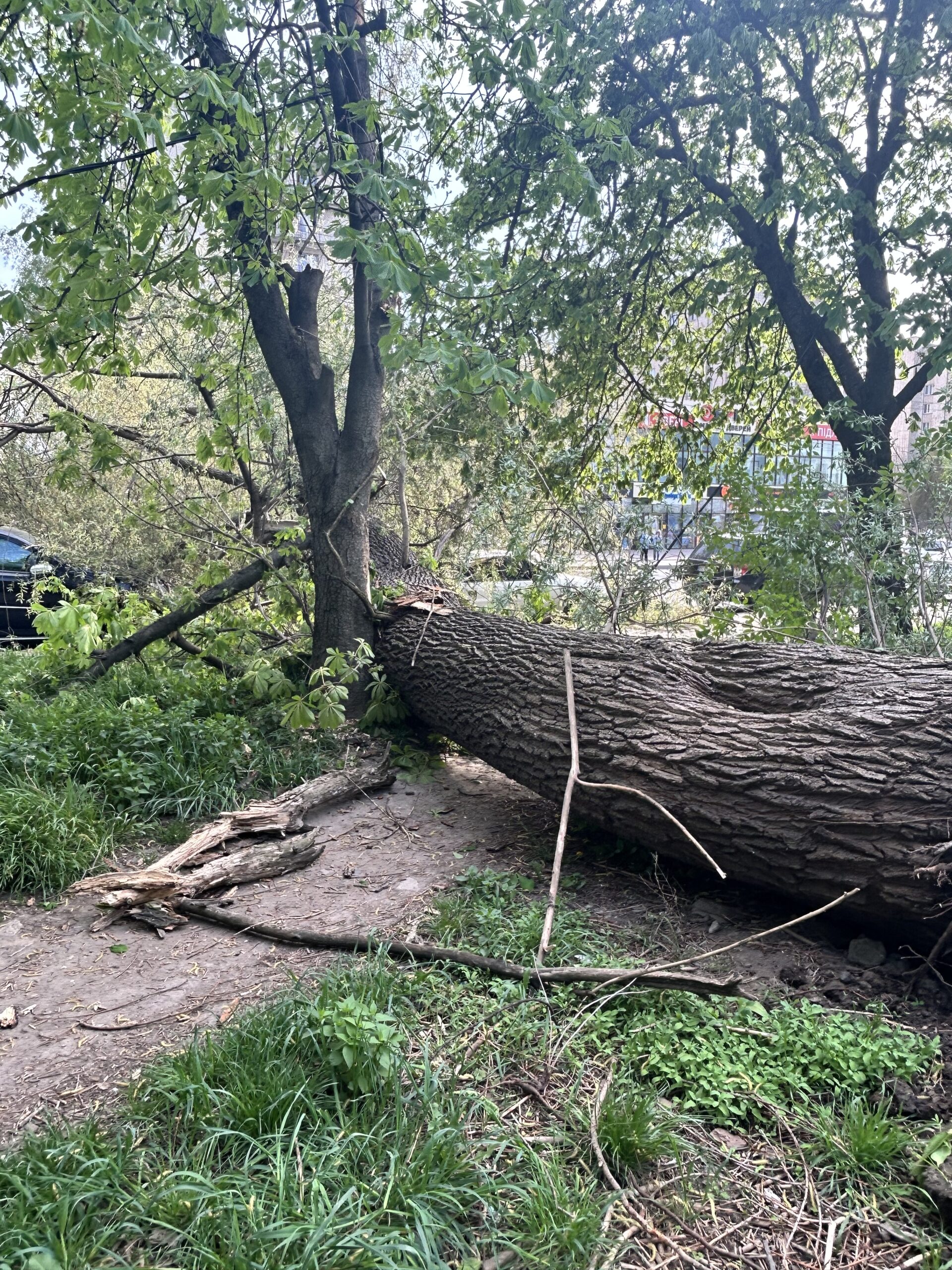 У Тернополі дерево впало просто на машину(фото)