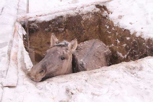 На Тернопільщині рятувальники витягли коня з двометрової ями