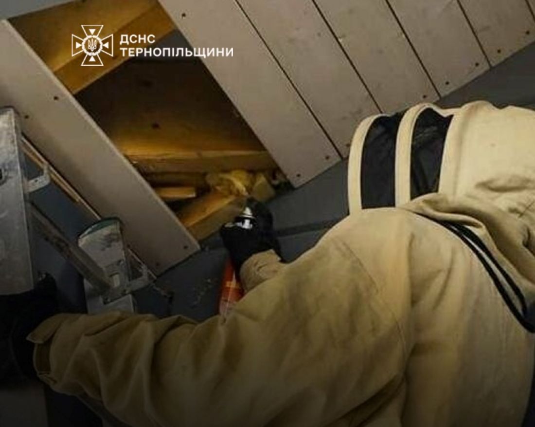 Рятувальники з Тернопільщини знешкодили рій бджіл і гніздо шершнів поблизу освітніх закладів