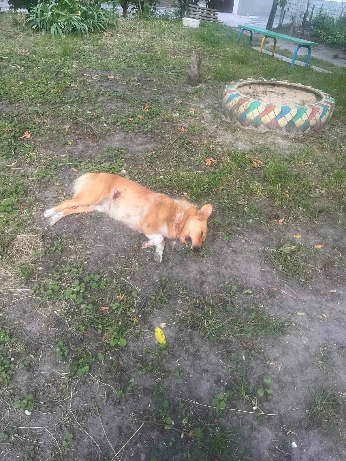 У Кременці чоловік застрелив собаку біля дитячого майданчика (відео)