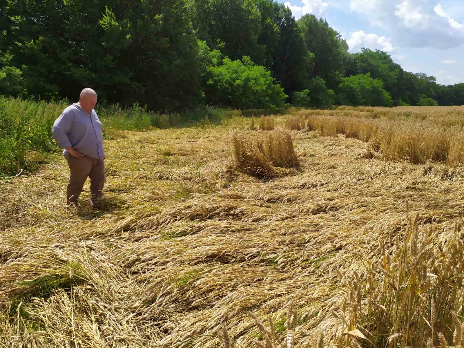 У Чортківському районі негода знищила частину врожаю — постраждали пшениця, соняшник (ФОТО)