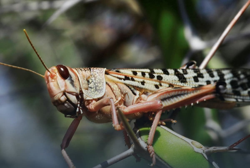 На півдні України тривають заходи з боротьби із сараною. Тернопільщину закликають до готовності