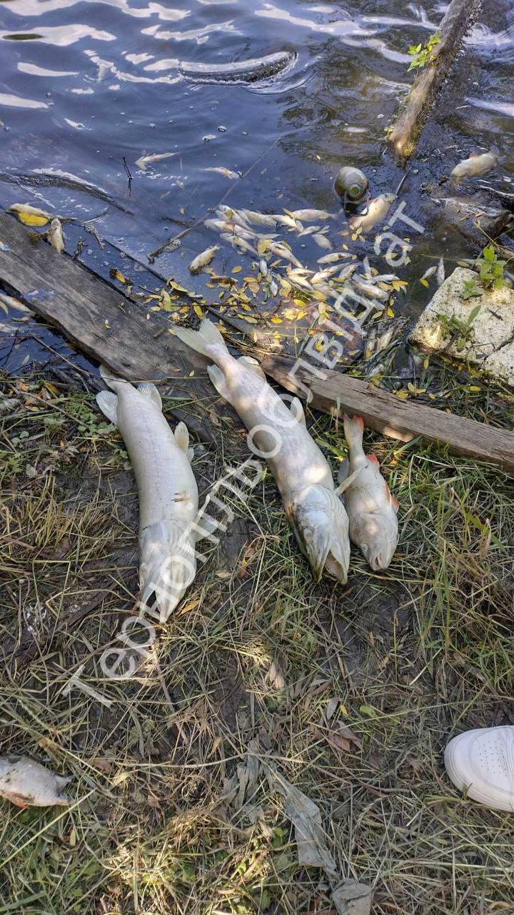 На Тернопільщині зафіксували масову загибель риби: місцеві звинувачують спиртзавод