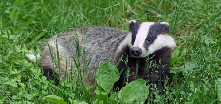 Фотопастка зняла борсуків у «Медоборах» на Тернопільщині 