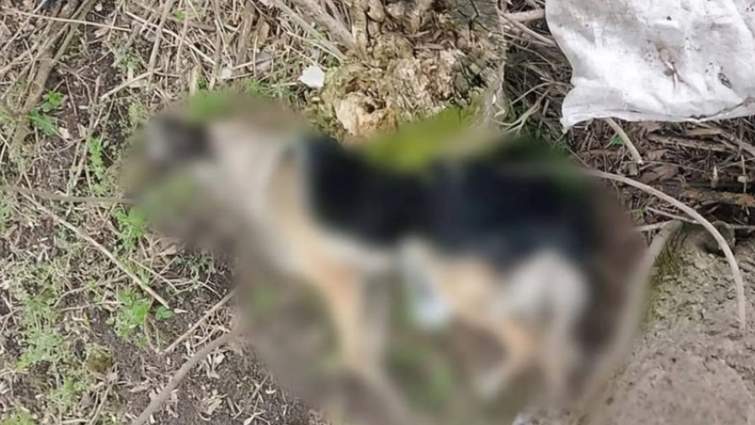 На Тернопільщині чоловіка засудили за жорстоке вбивство собаки