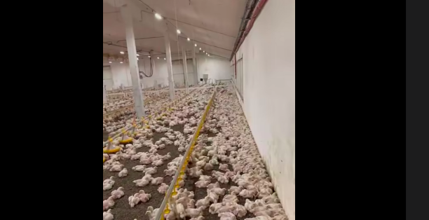 У Шумській громаді відкрили нову птахоферму