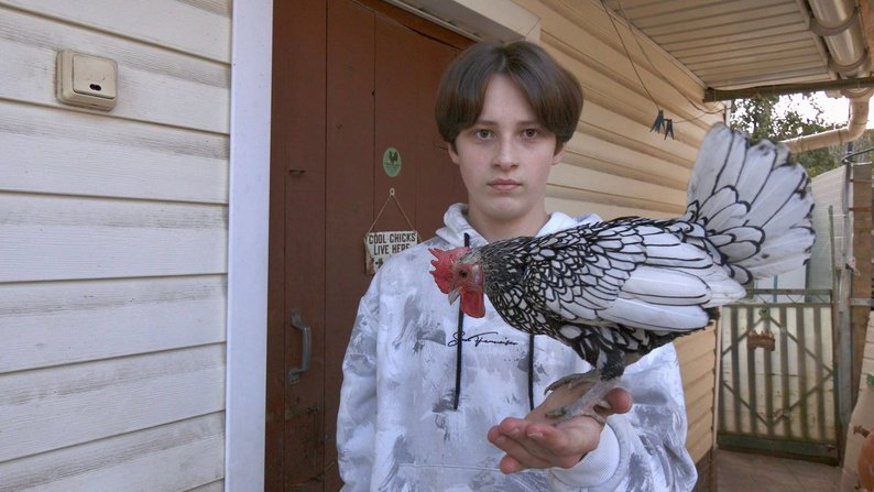 14-річний хлопець зі Збаража вирощує рідкісних декоративних курей