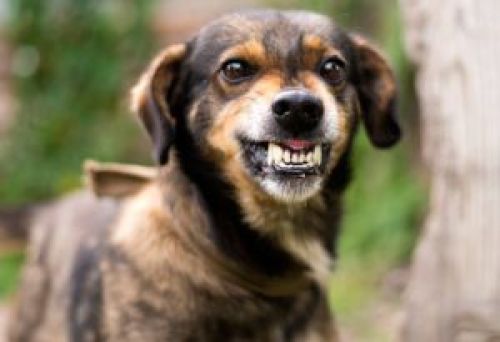 Сказ і африканська чума свиней: у Кременецькому районі посилюють протиепізоотичні заходи