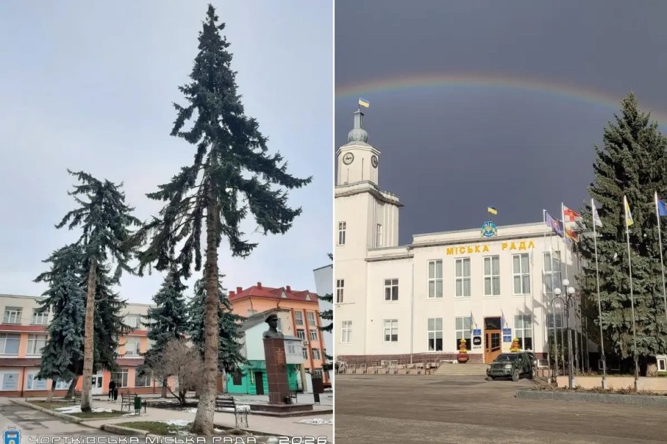 У центрі Чорткова видалили дерева: містяни говорять про нову парковку, влада — заперечує
