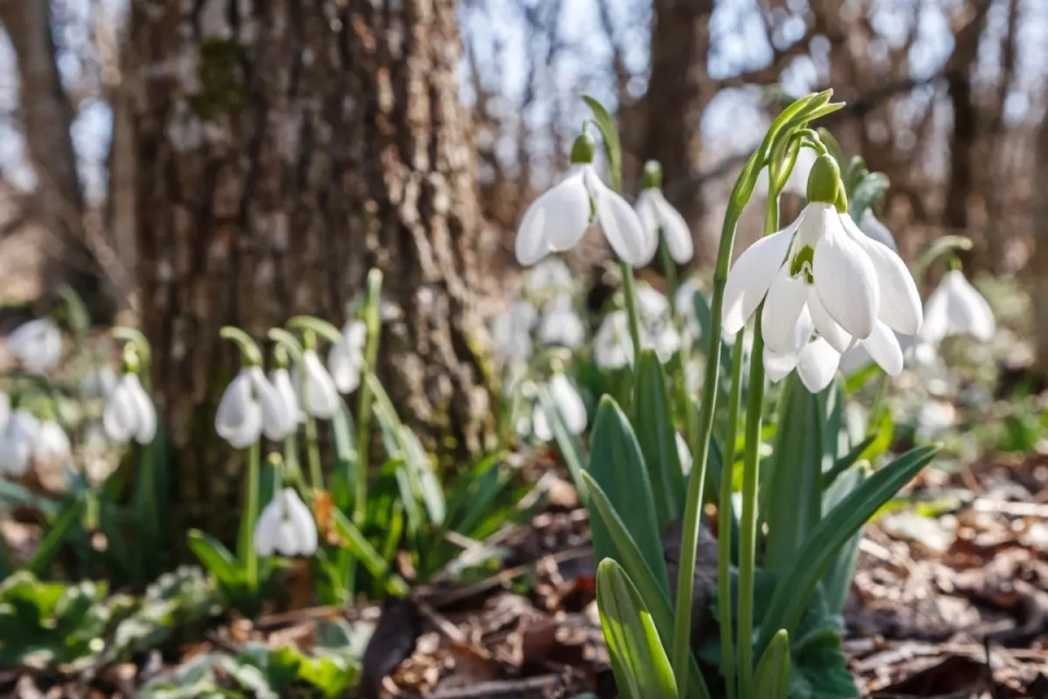 У Тернопільській громаді діє заборона на торгівлю первоцвітами