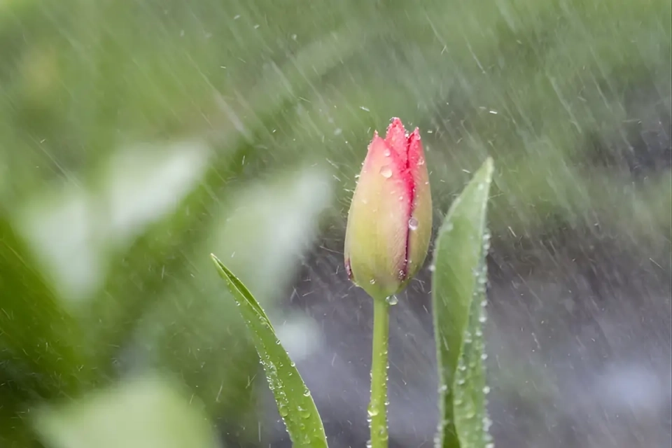 На Тернопільщині у найближчі вихідні варто очікувати дощі