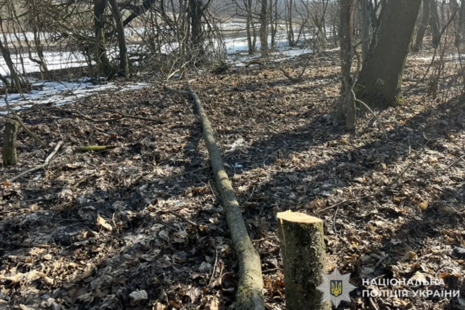 Житель Підволочиської громади намагався дати хабаря працівнику лісництва за зрубане дерево